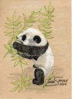 Baby panda